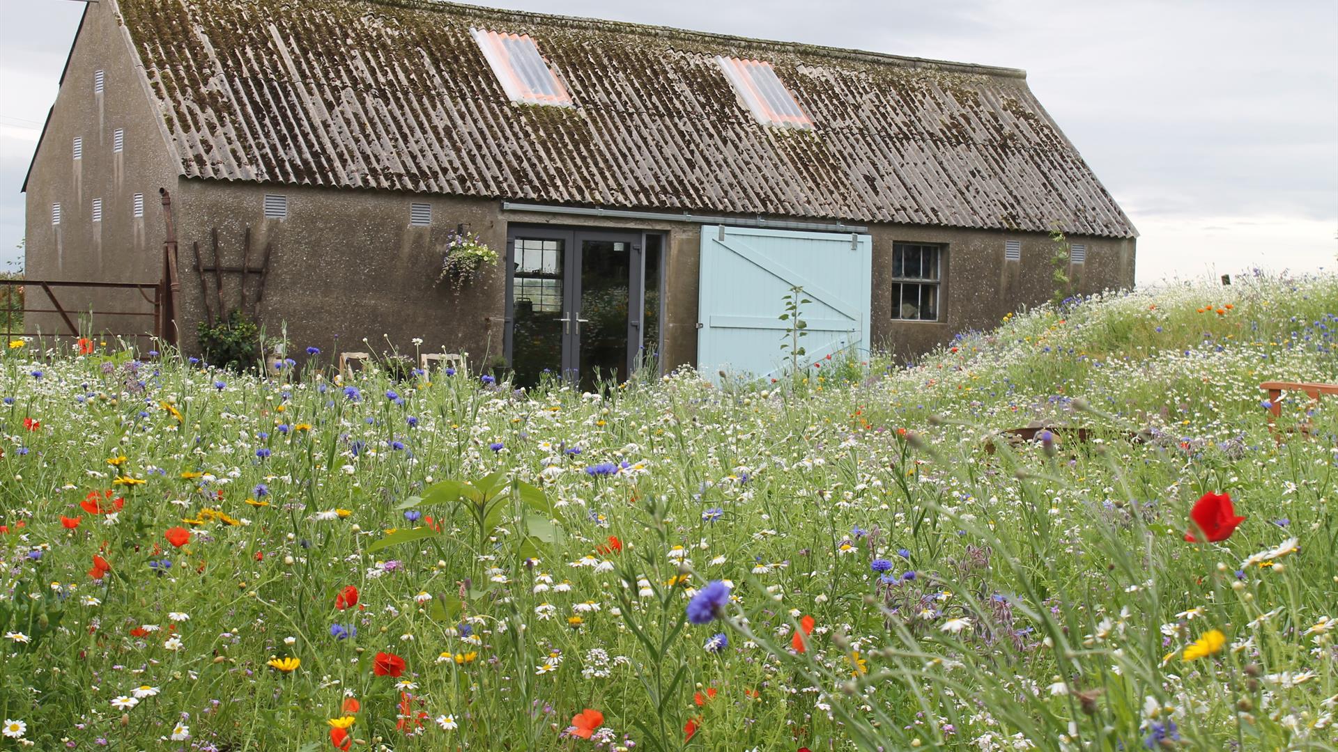 Image of Benefield Spencer Glass studio, a simple oblong shape building with grey brown walls and roof. There is a double glass door and one small window in the front walls of the building. The roof has two skylights. In front of the building is a beauiful colourful wildflower meadow of flowers and grass.